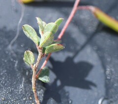 Indigofera sarmentosa