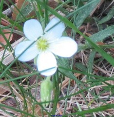 Arenaria montana