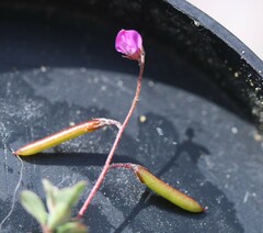 Indigofera sarmentosa