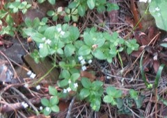 Galium rotundifolium