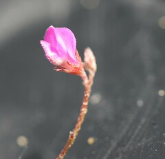 Indigofera sarmentosa