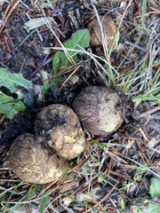 Rhizopogon