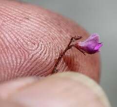 Indigofera sarmentosa