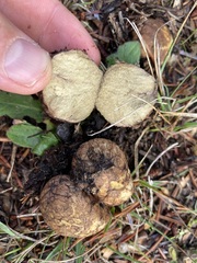 Rhizopogon