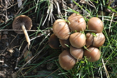 Psathyrella