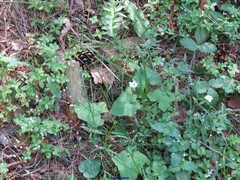 Galium rotundifolium