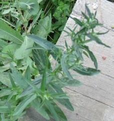 Epilobium tetragonum