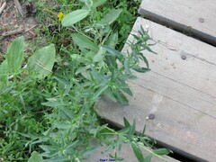 Epilobium tetragonum