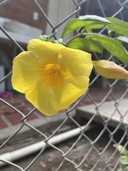 Allamanda