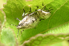 Apateticus lineolatus