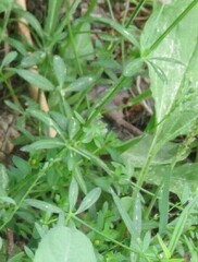 Galium palustre