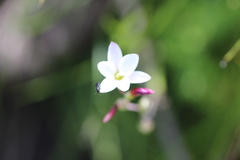 Hesperantha falcata