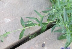 Epilobium tetragonum