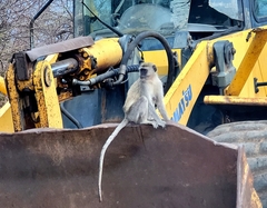 Chlorocebus pygerythrus pygerythrus