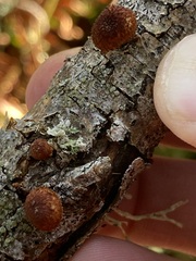 Phaeomarasmius