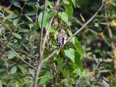 Carduelis carduelis