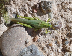 Schistocerca shoshone