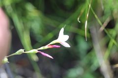 Hesperantha falcata