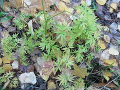 Cenolophium denudatum