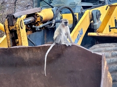 Chlorocebus pygerythrus pygerythrus