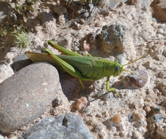 Schistocerca shoshone