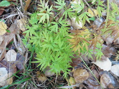 Cenolophium denudatum