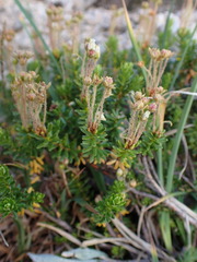 Phyllodoce glanduliflora