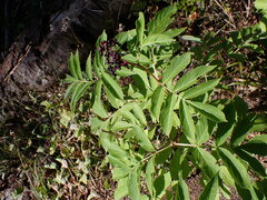 Sambucus racemosa melanocarpa