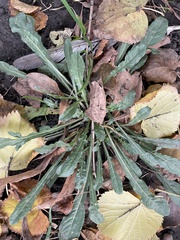Magnoliopsida