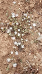Drosanthemum calycinum