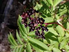 Sambucus racemosa melanocarpa
