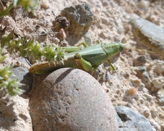 Schistocerca shoshone