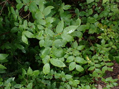 Vaccinium membranaceum