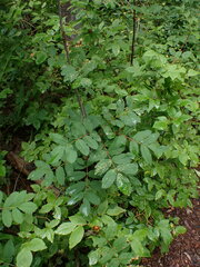 Sorbus sitchensis
