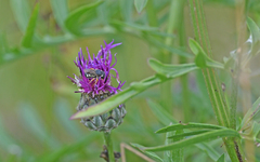 Pseudoanthidium nanum