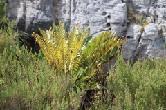 Blechnum capense