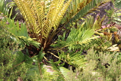 Blechnum capense