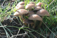 Psathyrella