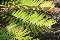 Blechnum capense
