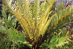 Blechnum capense