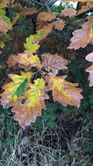 Quercus