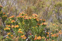Leucospermum oleifolium