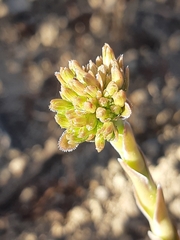 Crassula ciliata