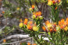 Leucospermum oleifolium