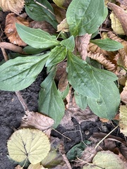Silene latifolia