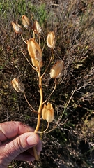 Albuca setosa