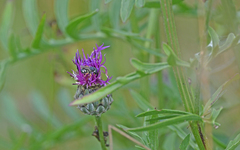 Pseudoanthidium nanum
