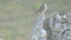Emberiza capensis