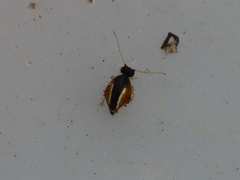 Spatulosminthurus lesnei