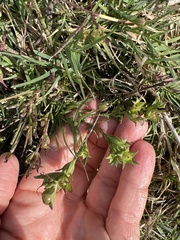Agalinis heterophylla